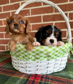 Max and Cooper
