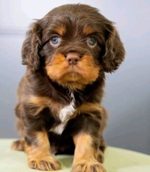 Toby