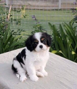 Chloe