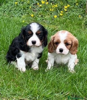 Maximus and Kate