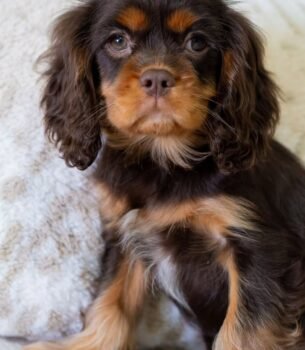 JASPER
