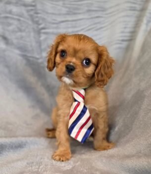 Meet Our Handsome Ruby Boy! 👔
