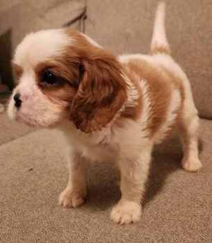 Meet Charlie