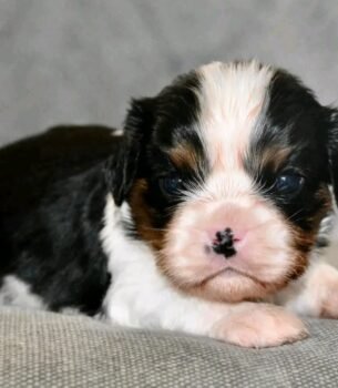 Meet Max