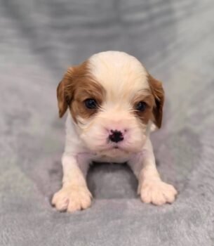 Meet Our Newest Cavalier Puppies