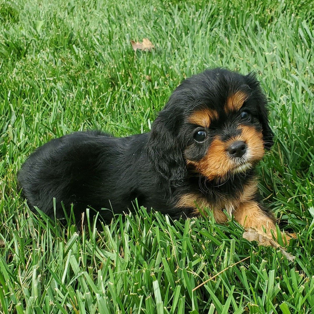 Meet Jam, an adorable 8-week-old male Tricolor Cavalier King Charles Spaniel - Image 3