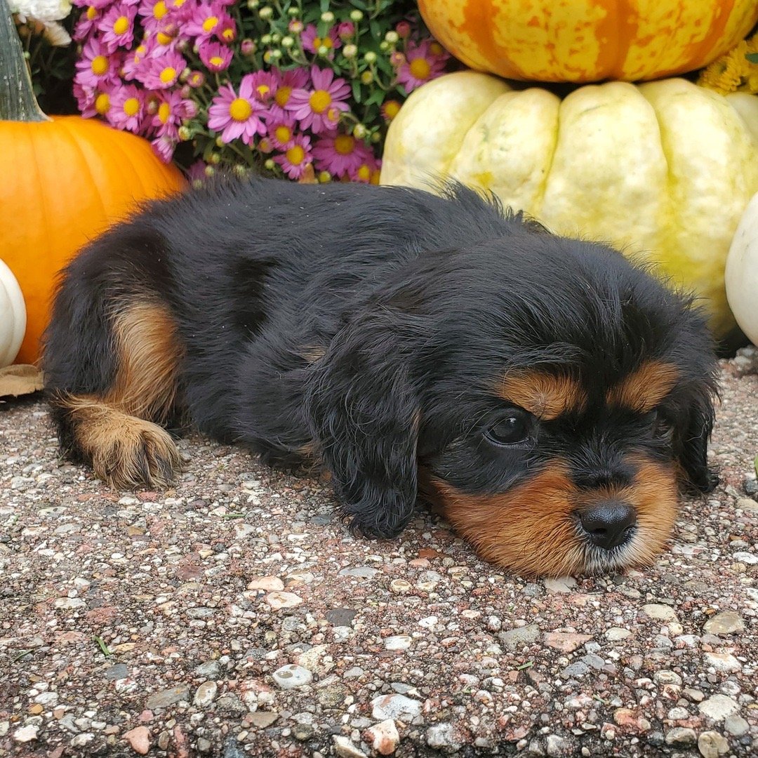 Meet Jam, an adorable 8-week-old male Tricolor Cavalier King Charles Spaniel - Image 4
