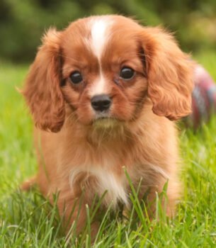 Meet Sergio, a beautiful 13-week-old male Blenheim Cavalier King Charles Spaniel