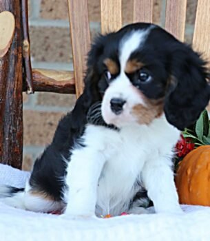 Meet Tim, an adorable 8-week-old male Tricolor Cavalier King Charles Spaniel.