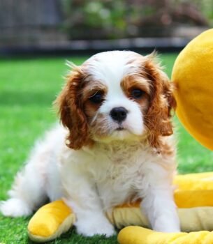 Meet Jen: The Gentle & Calm Blenheim Beauty!