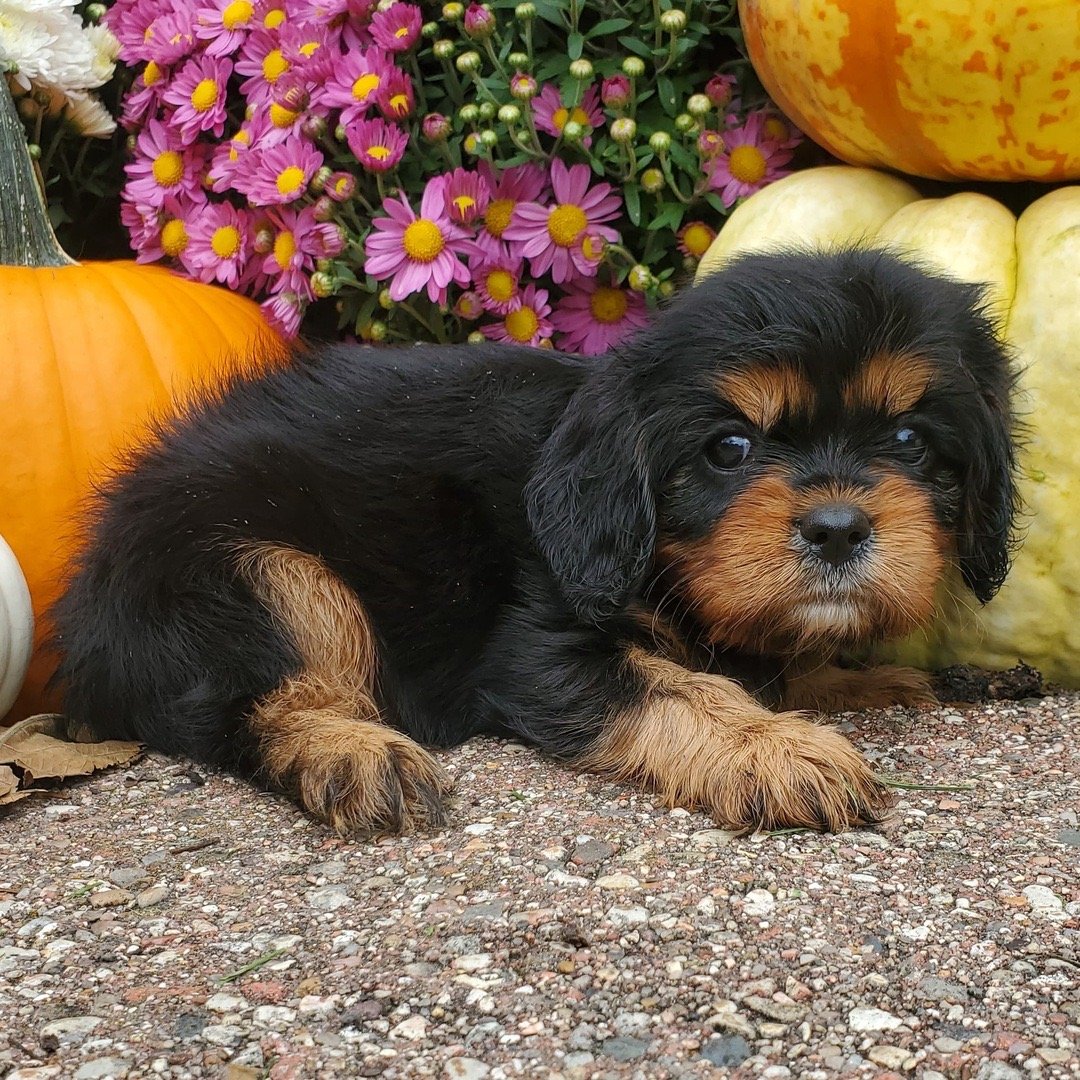 Meet Jam, an adorable 8-week-old male Tricolor Cavalier King Charles Spaniel - Image 2