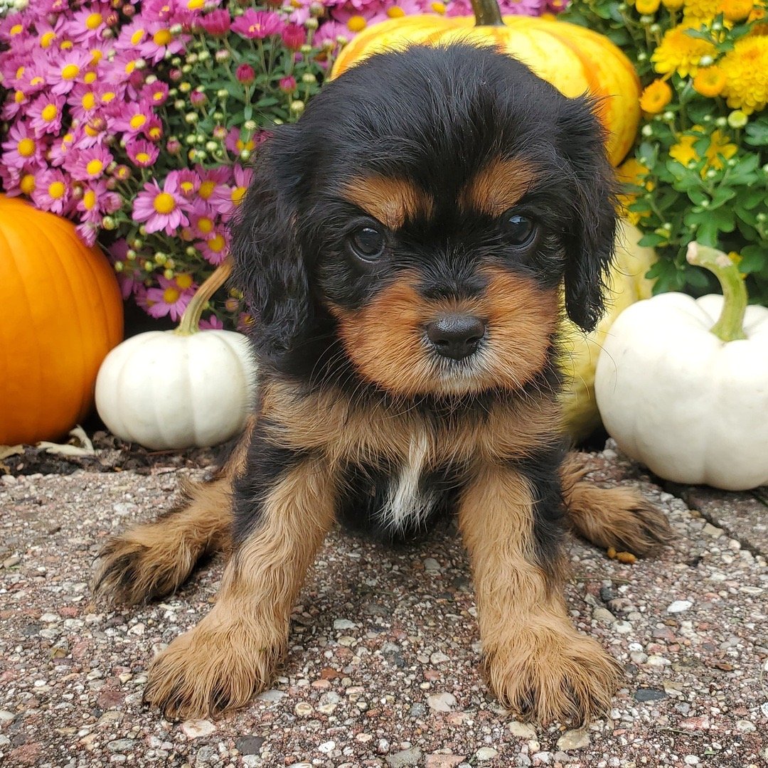 Meet Jam, an adorable 8-week-old male Tricolor Cavalier King Charles Spaniel